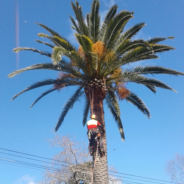 poda de malmera en Carrasco