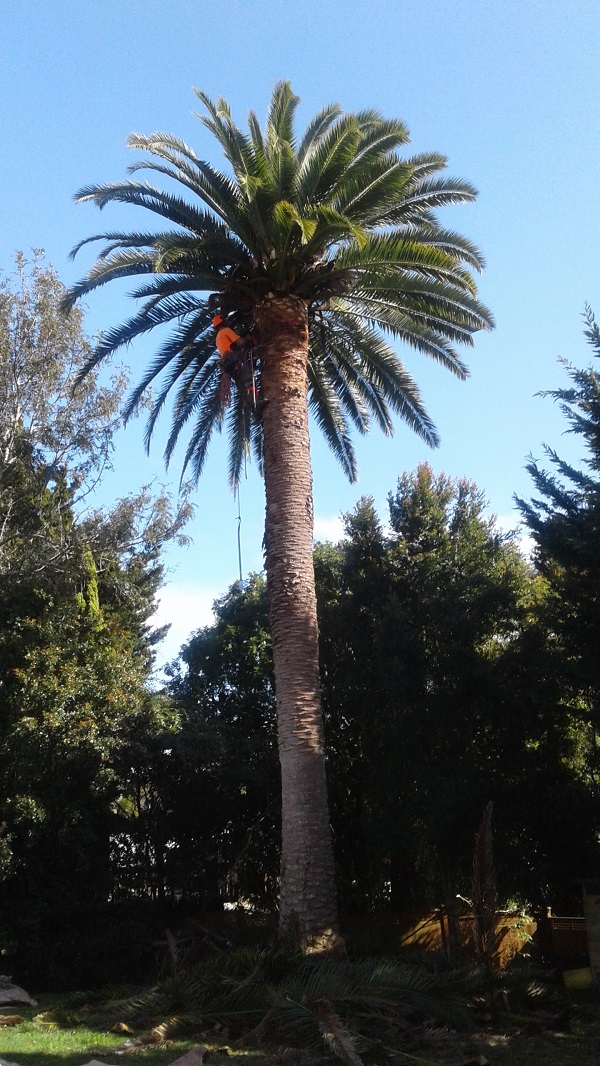 poda palmera en Carrasco