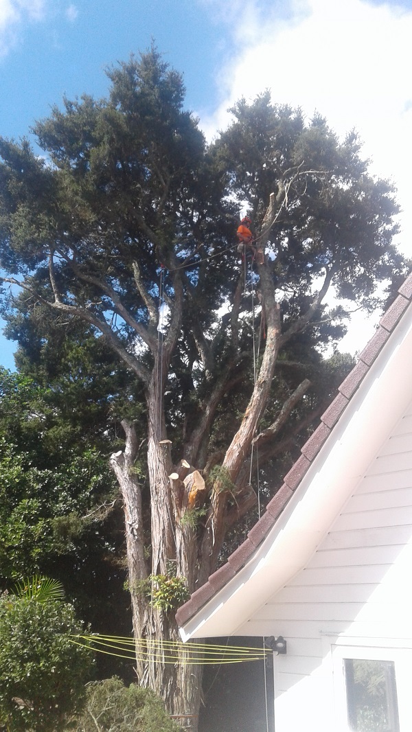 tala de arboles Ciudad de la Costa