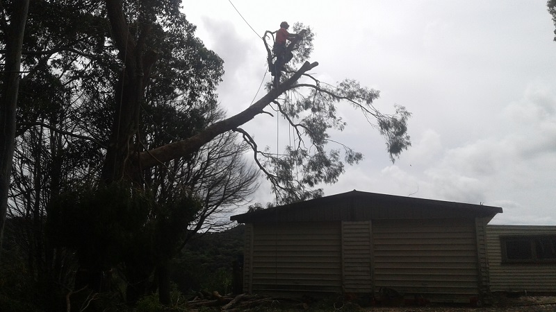 poda de arboles lagomar