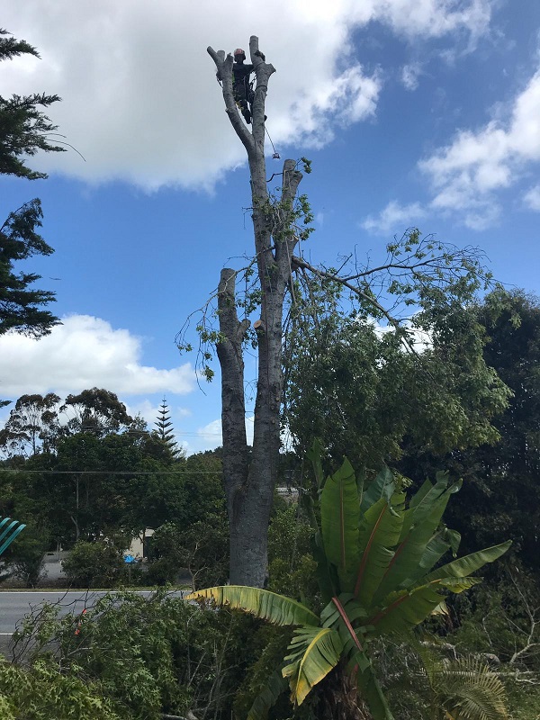 tala de arboles el Pinar