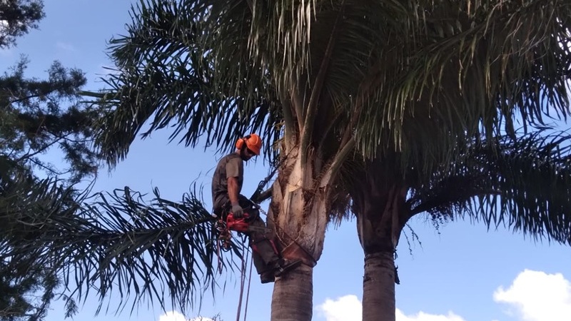 Morales Poda de Palmeras Lagomar
