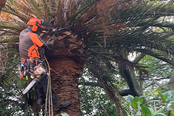 poda de palmera ciudad de la costa