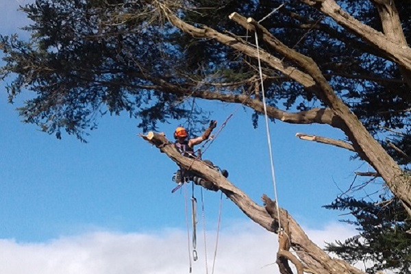 poda de altura en Solymar