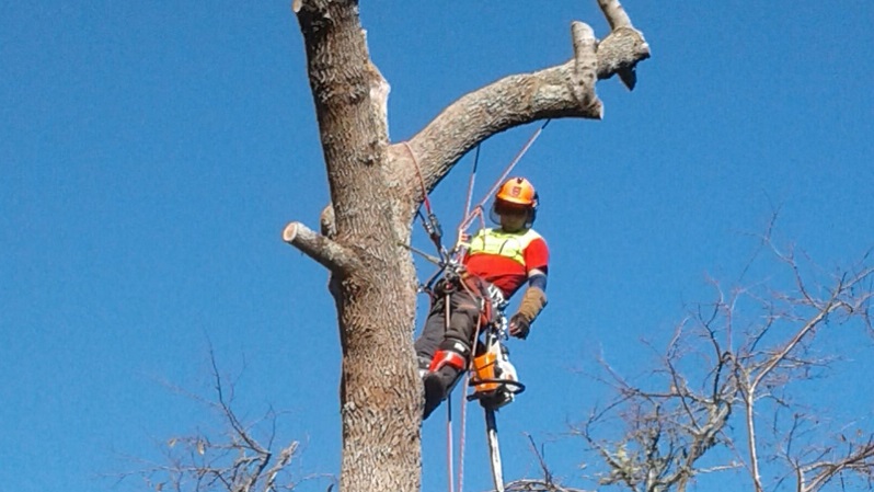 Morales poda de arboles ciudad de la costa