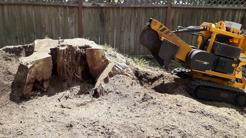 Morales Extraccion de Troncos Pando