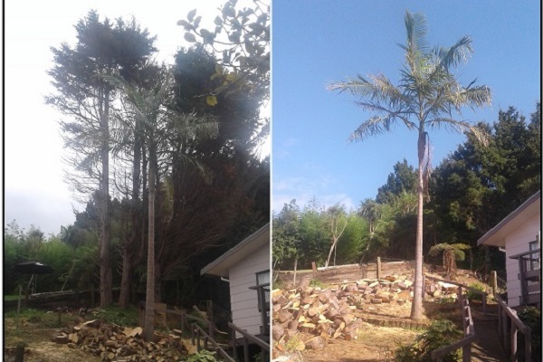 Talado de arboles en Shangrila